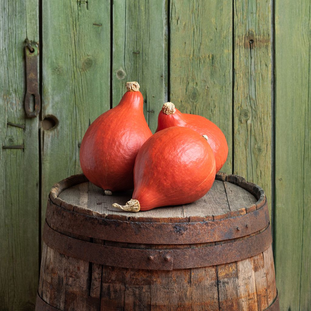 Zucca Uchiki-Kuri