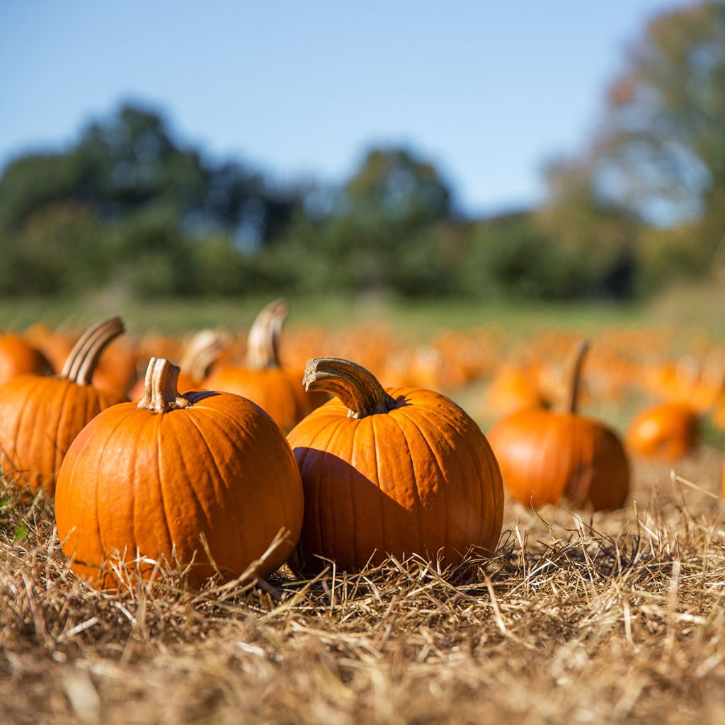 Zucca decorativa Jack O'Lantern