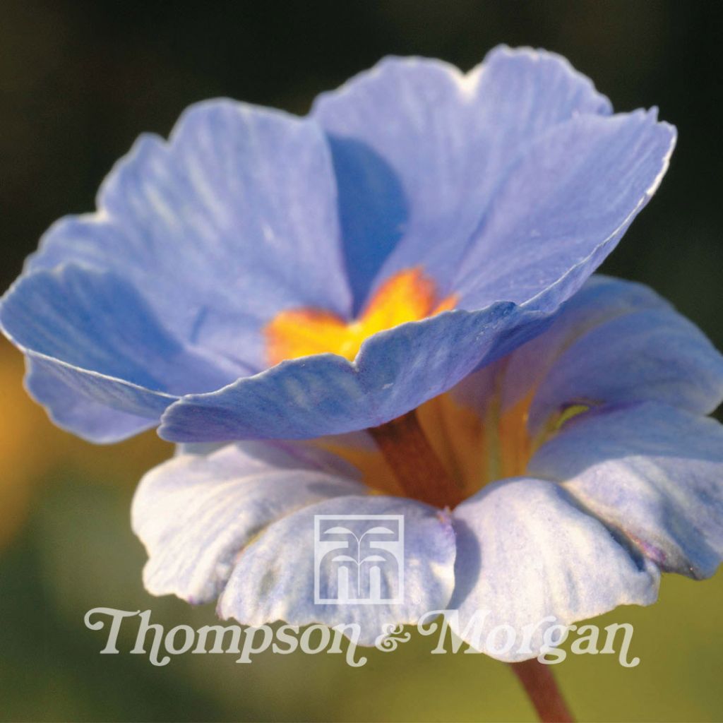 Primula x Tommasinii You And Me Blue