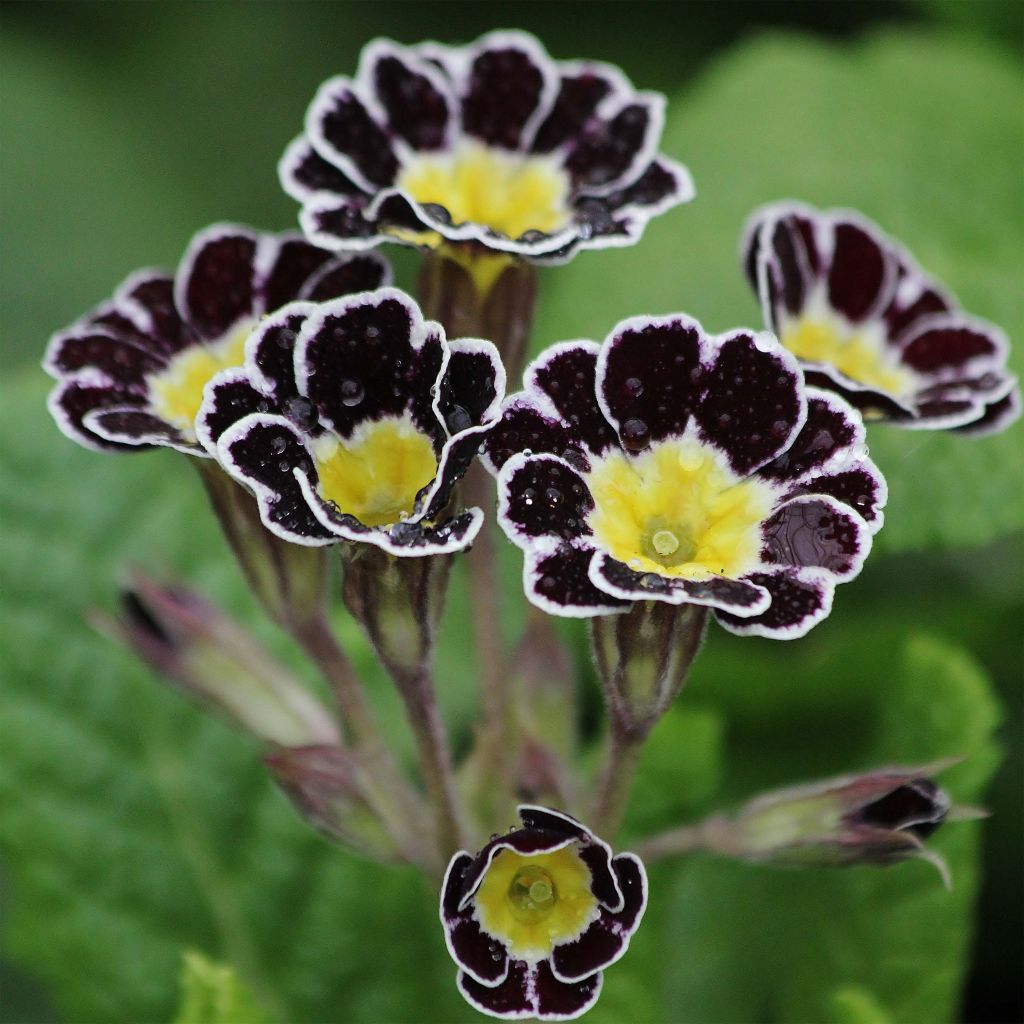 Primula eliator Gold Lace Black - Primula maggiore