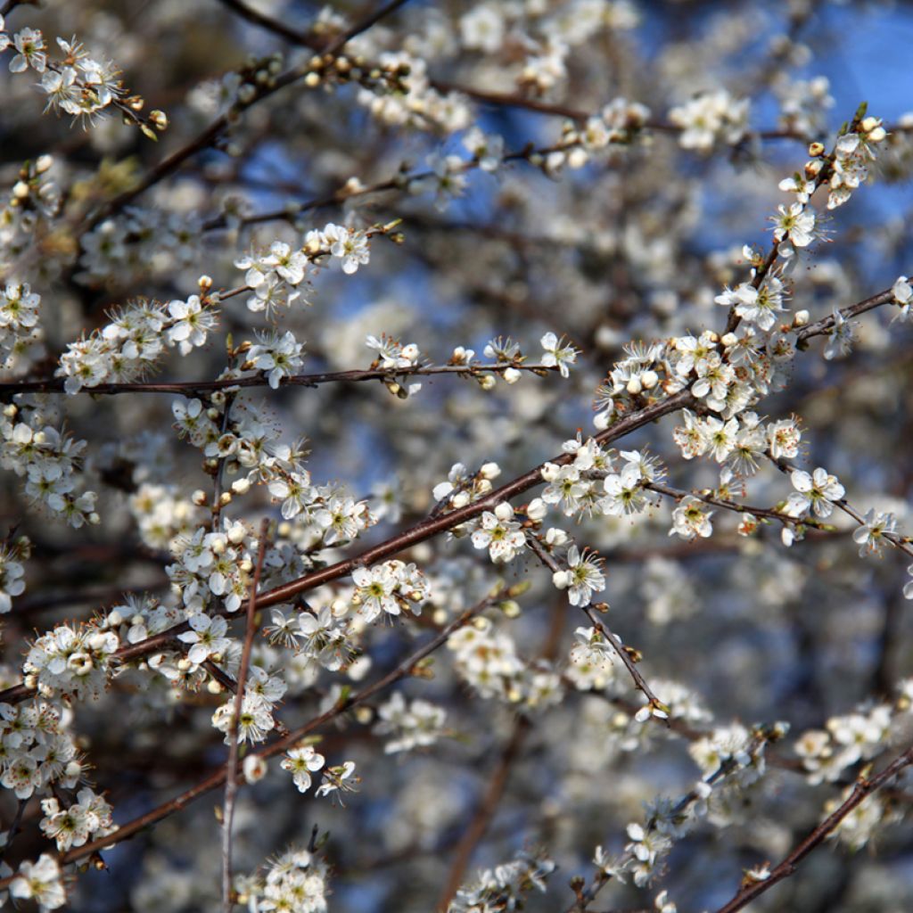 Prunus spinosa - Prugnolo selvatico