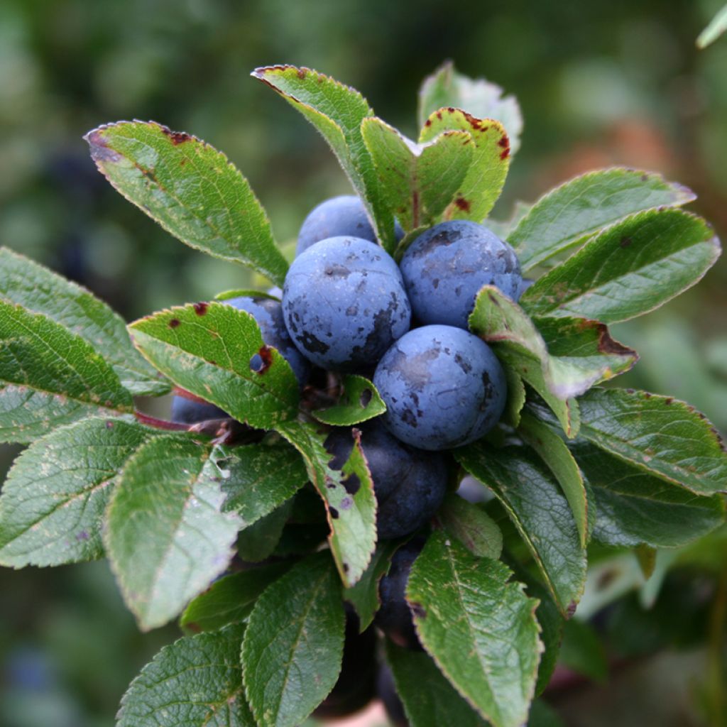 Prunus spinosa - Prugnolo selvatico