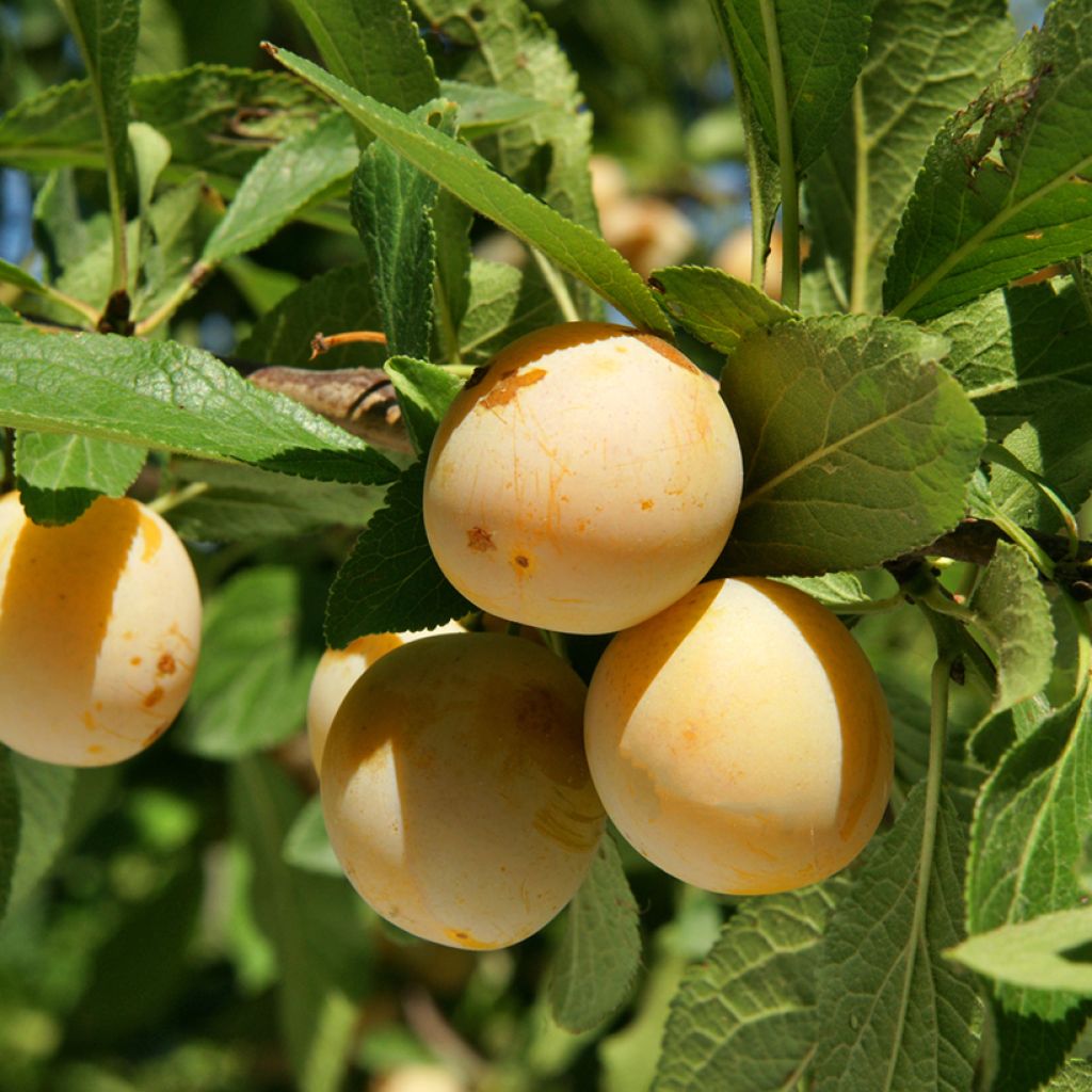 Prunier Mirabelle Badoual