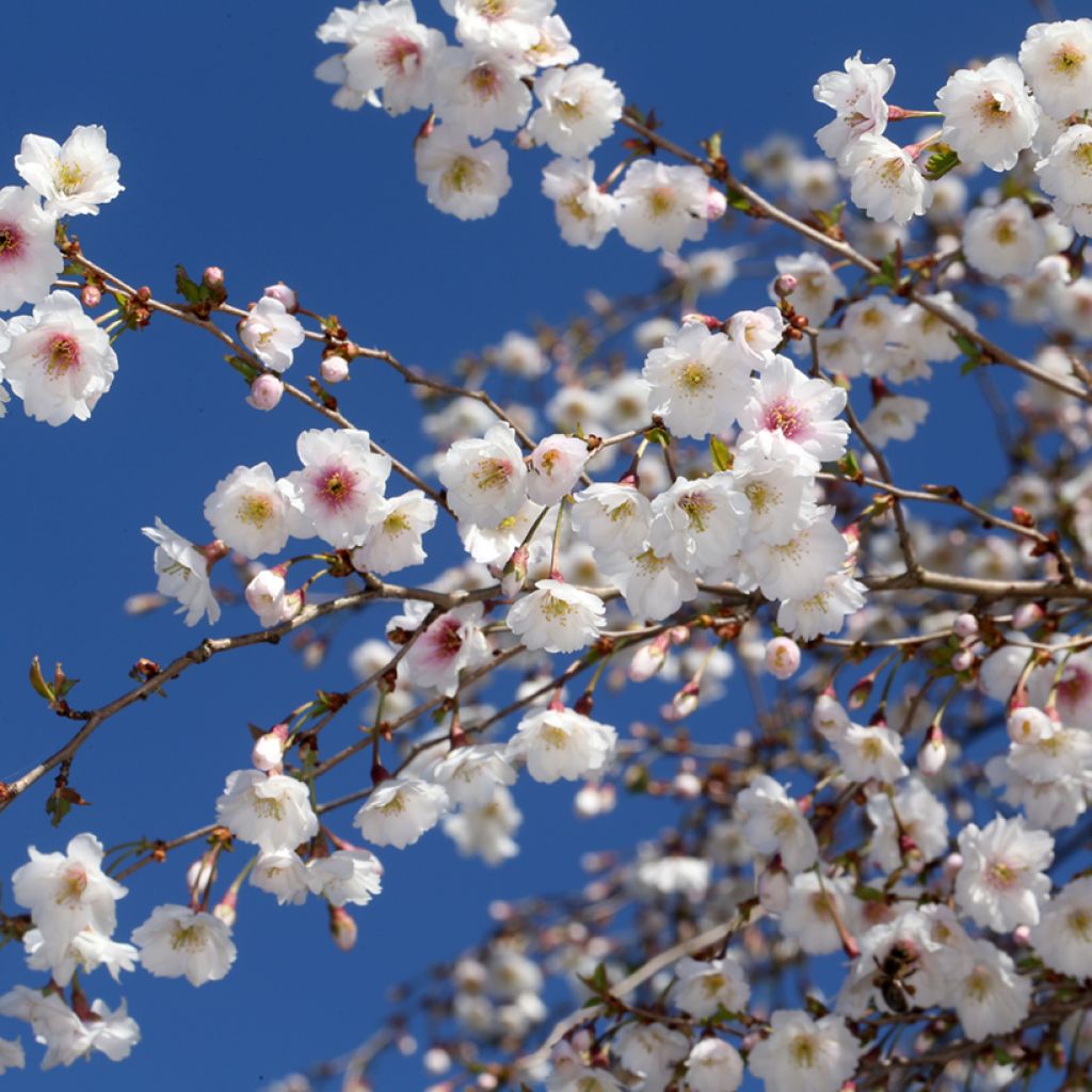 Prunus Hally Jolivette - Ciliegio da fiore
