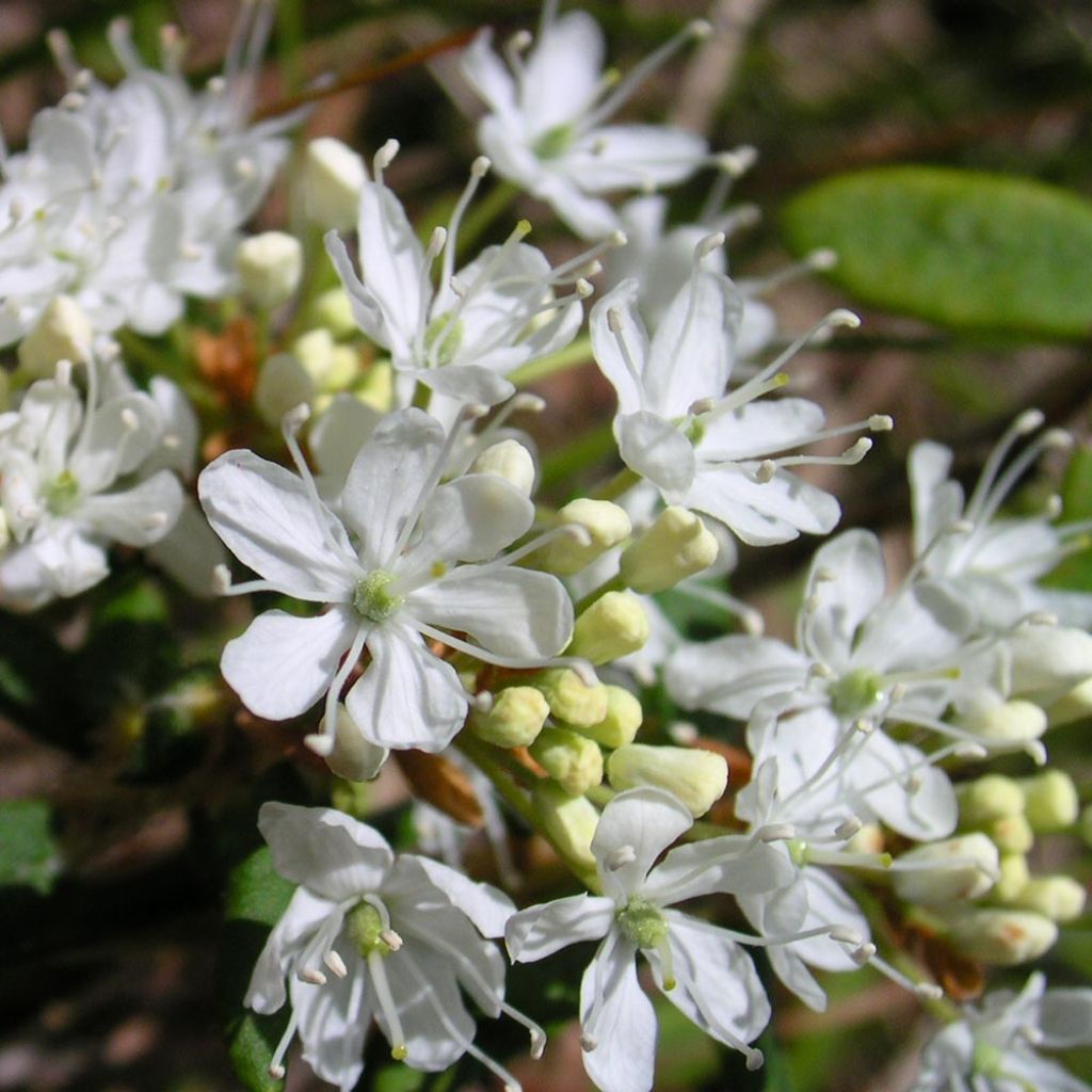 Prunus eminens Umbraculifera - Cerisier du Japon boule