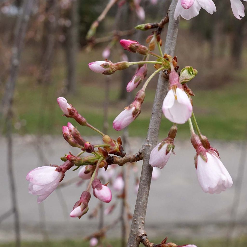 Prunus yedoensis Shidare Yoshino - Ciliegio da fiore