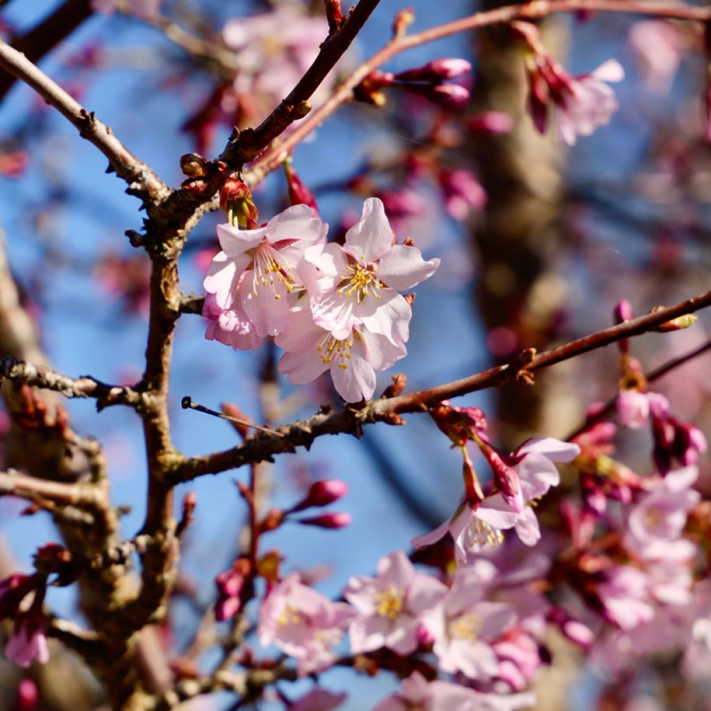 Prunus nipponica var. kurilensis Ruby - Ciliegio da fiore