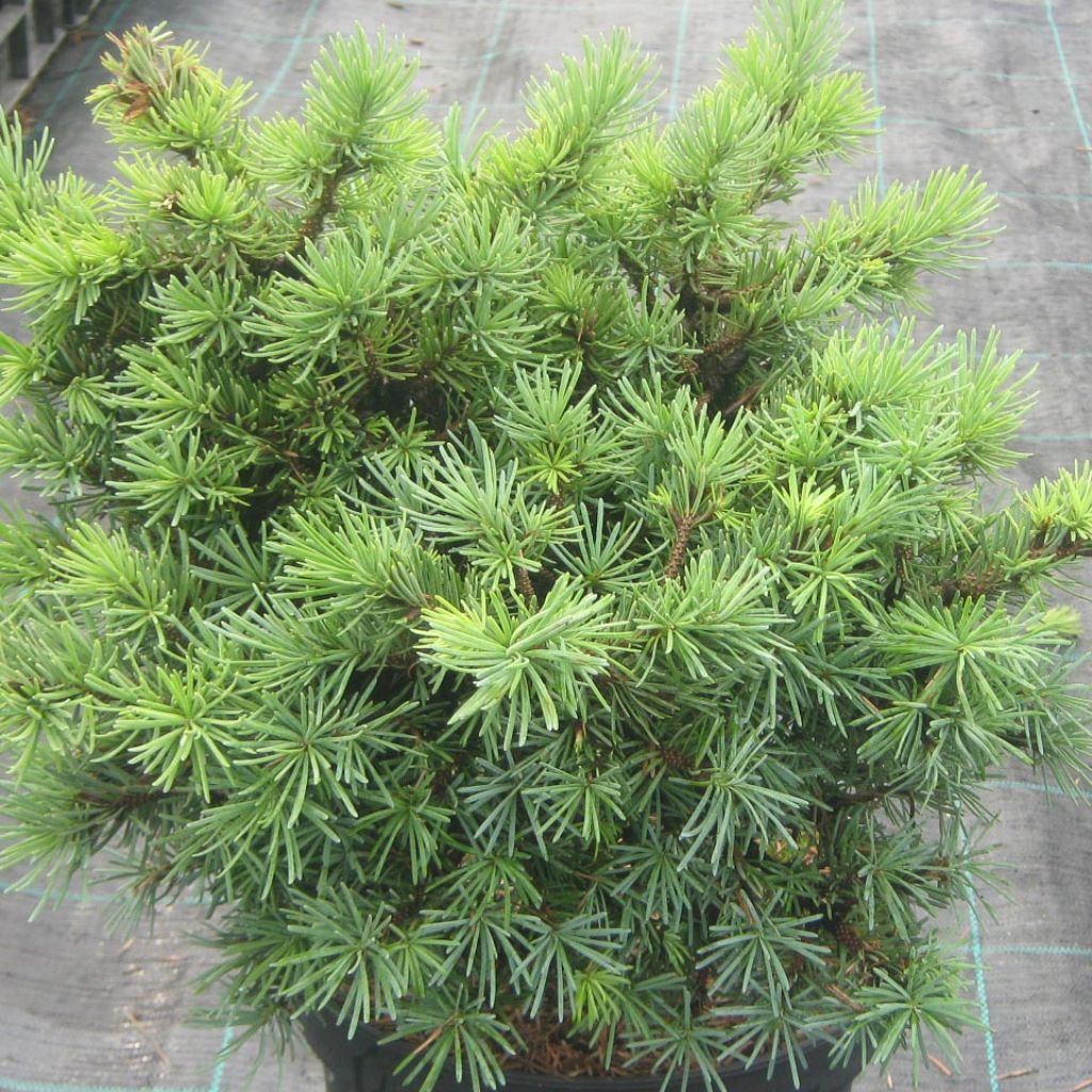 Pseudotsuga menziesii Bhiela Lhota - Douglas - Pin de l'Oregon