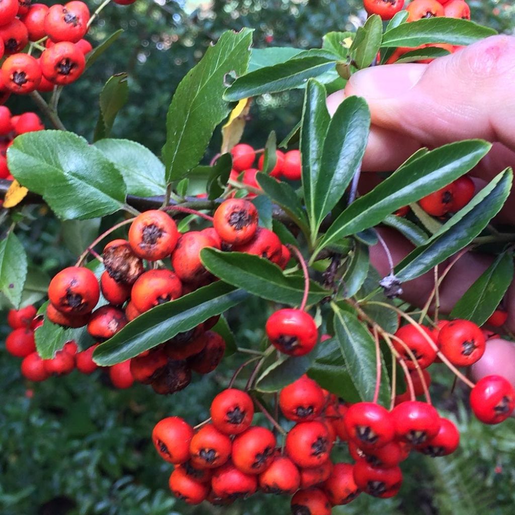 Pyracantha Mohave - Buisson ardent