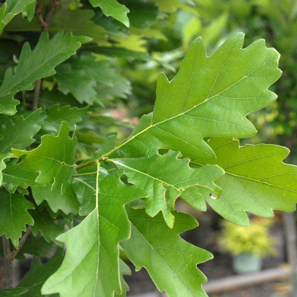 Quercus warei Nadler Kindred Spirit - Quercia
