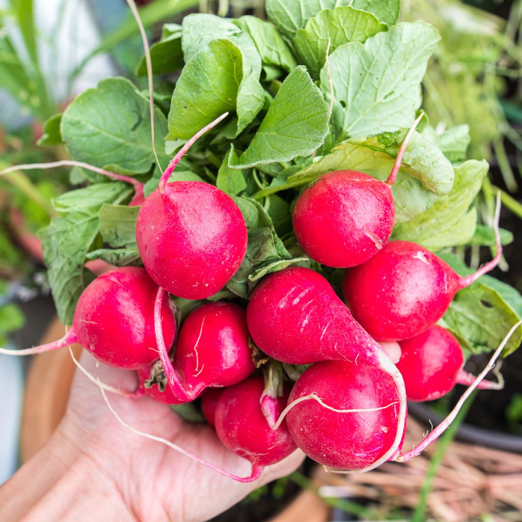 Ravanello Cerise
