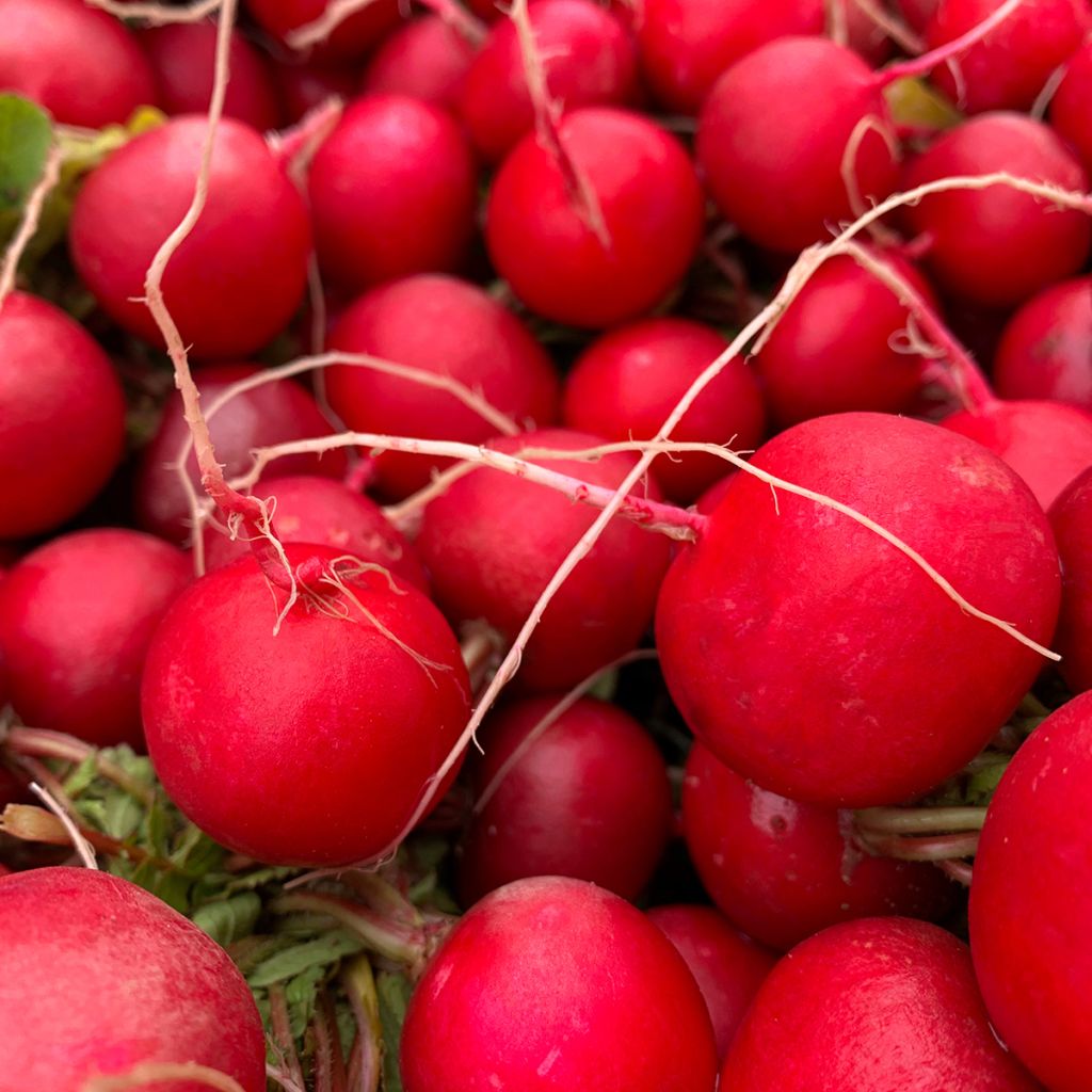 Ravanello Cerise