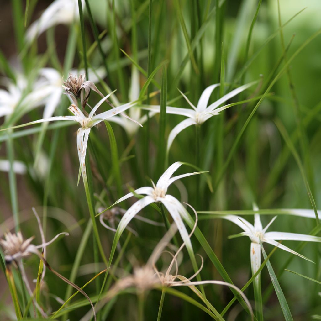 Rhynchospora colorata