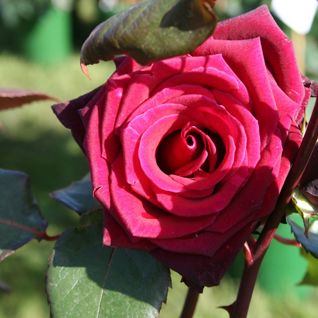 Rosa Black Baccara - Rose ibrida di tea