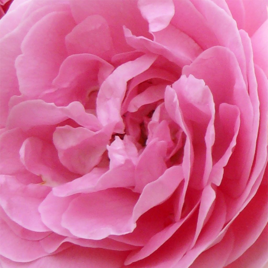Rosa antica Louise Odier