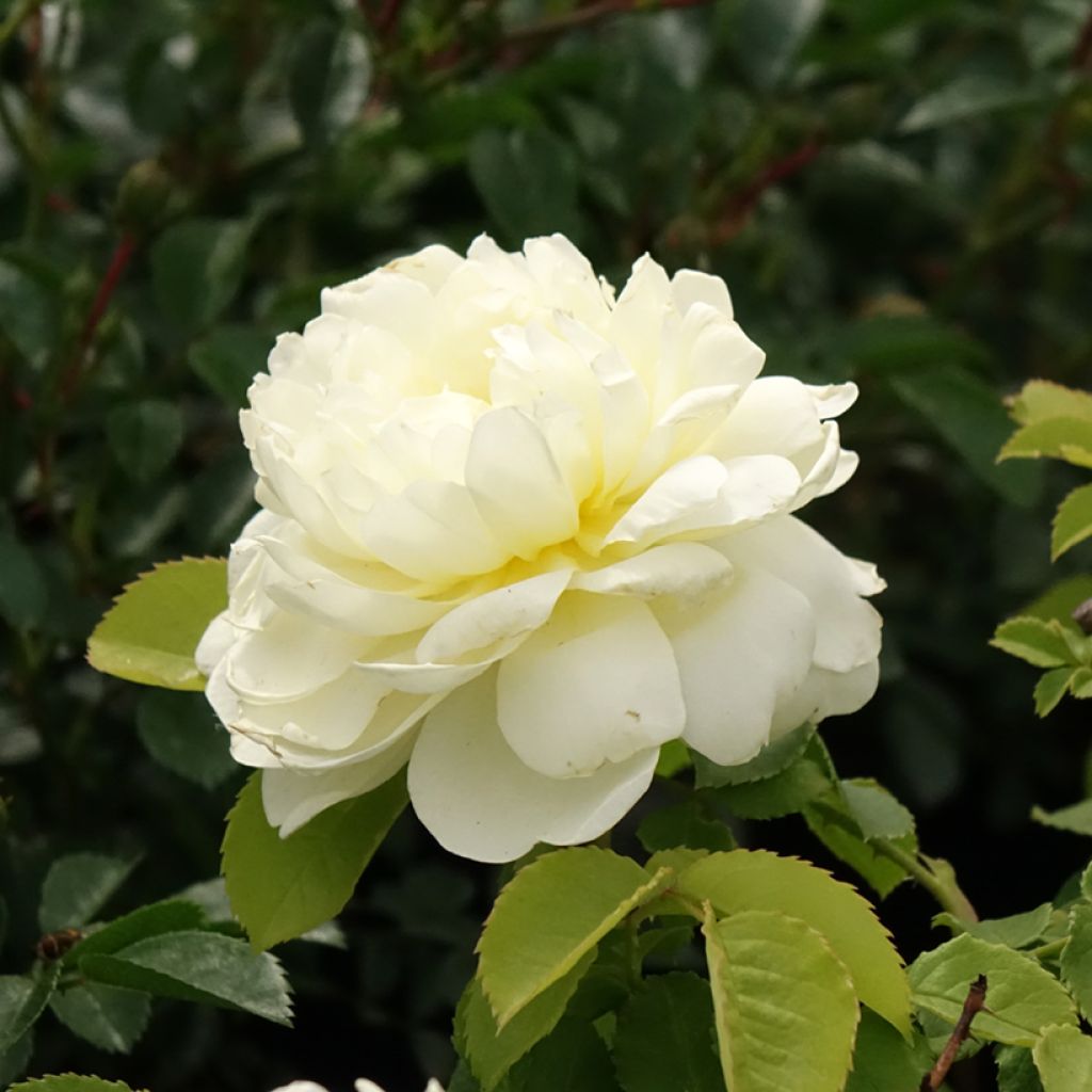 Rosa Imogen