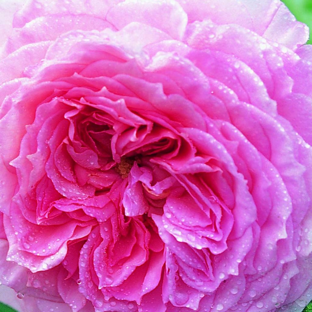 Rosa James Galway