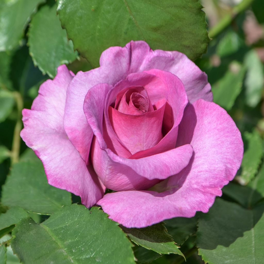 Rosa Mary Rose