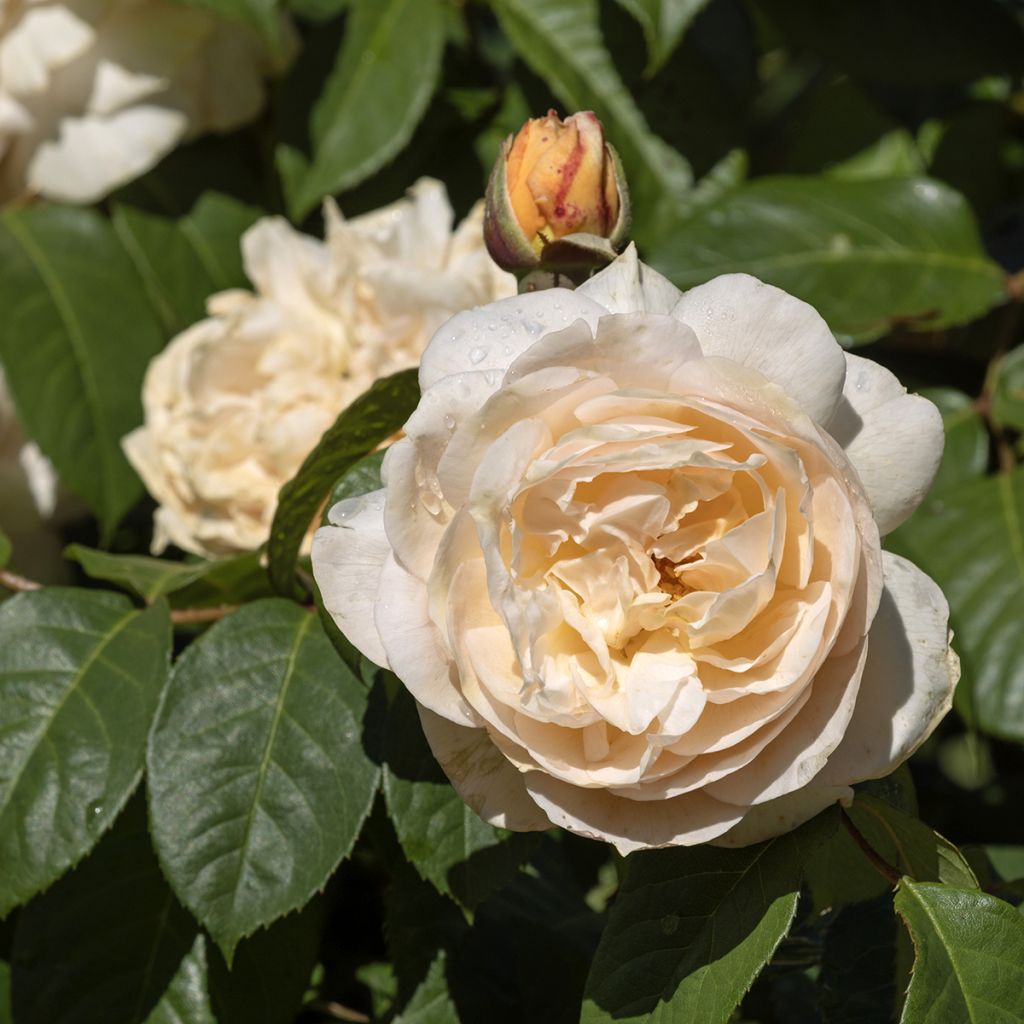 Rosa Sweet Juliet