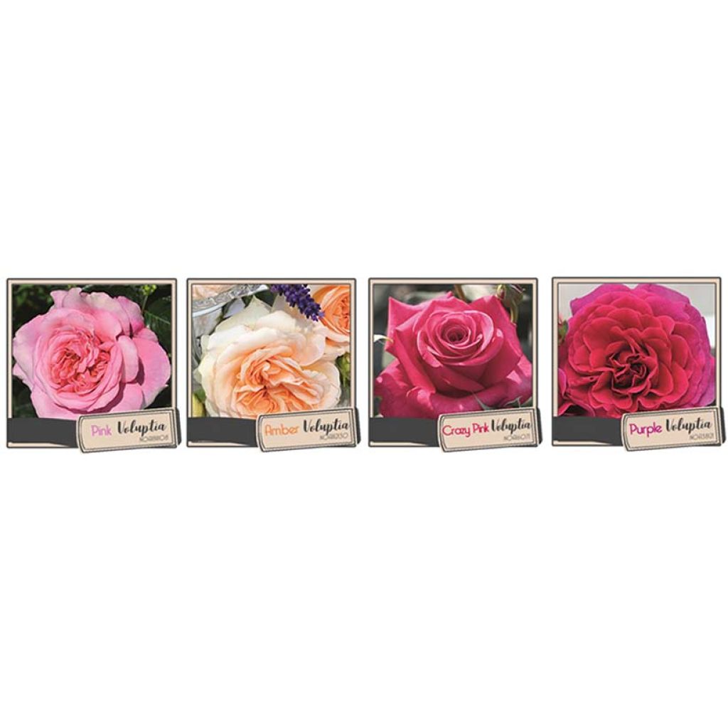 Rosa tappezzante Purple Voluptia
