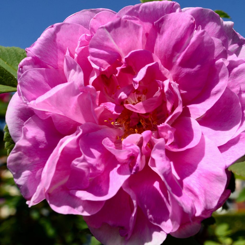 Rosa rugosa Thérèse Bugnet