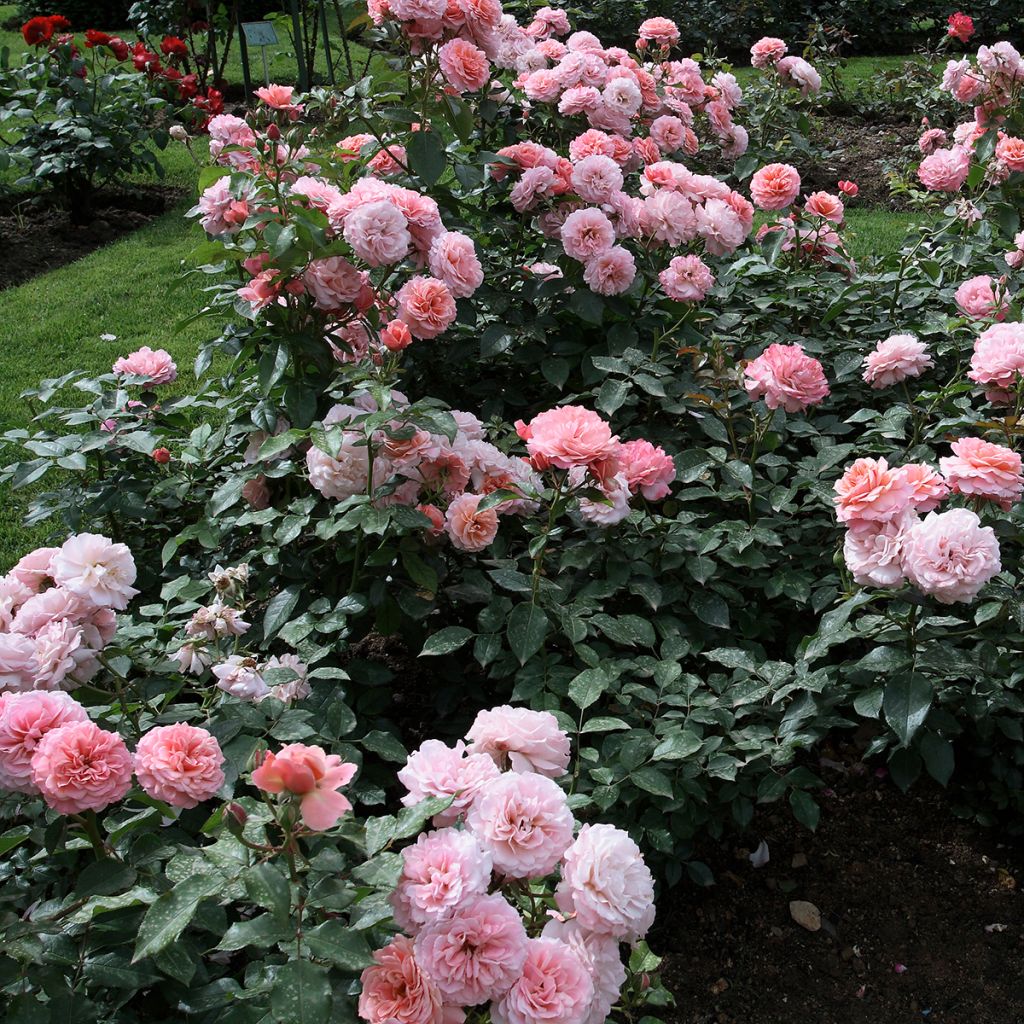 Rosa Floribunda Botticelli