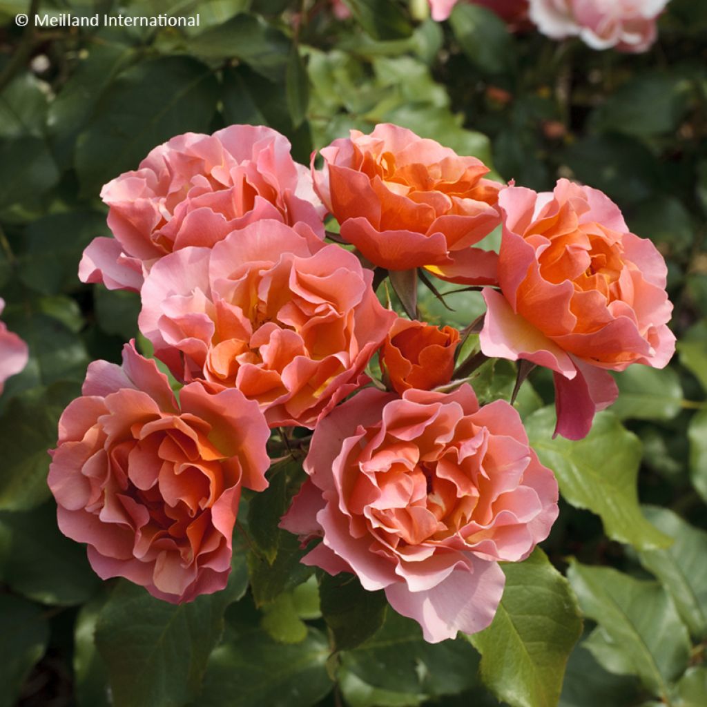 Rosa Floribunda Jean Cocteau