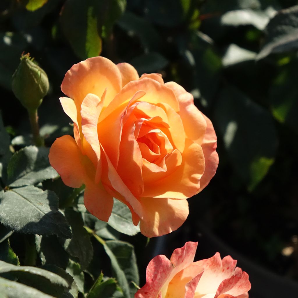 Rosa Floribunda Message d'Espoir