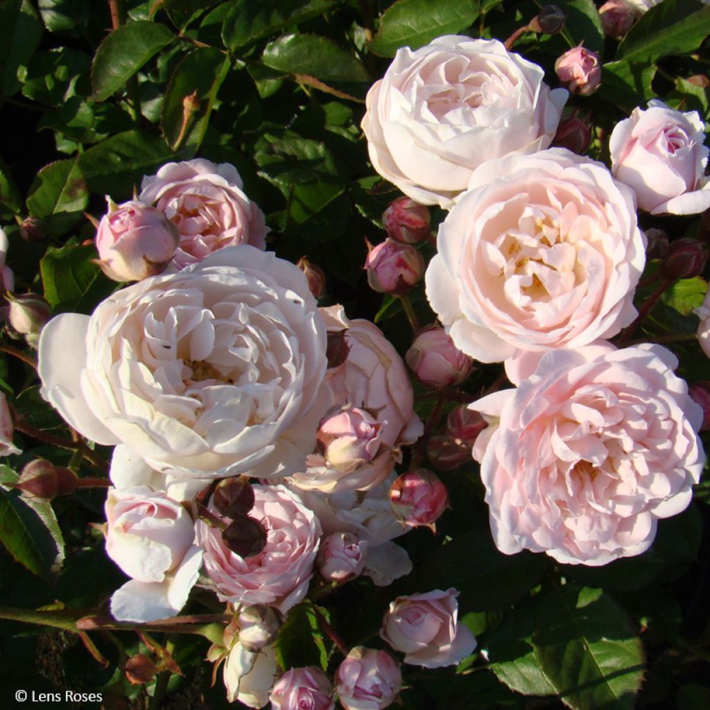 Rosa polyantha Rose de la petite Chabotte VELsema