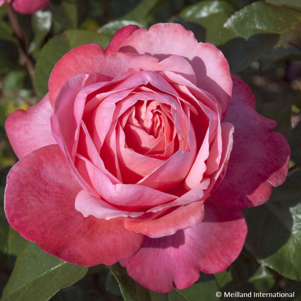 Rosa Drakkar - Rose ibrida di tea