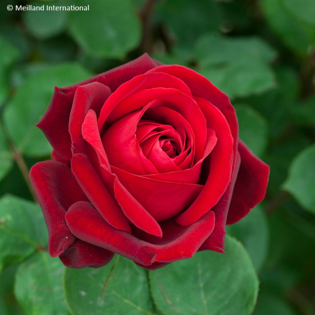 Rosa Edith Piaf - Rose ibrida di tea