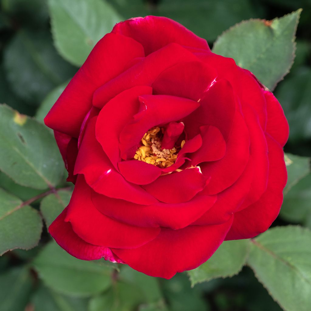 Rosa Mister Lincoln - Rose ibrida di tea