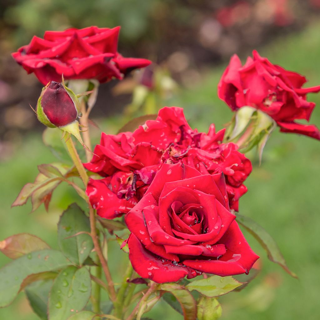 Rosa Mister Lincoln - Rose ibrida di tea