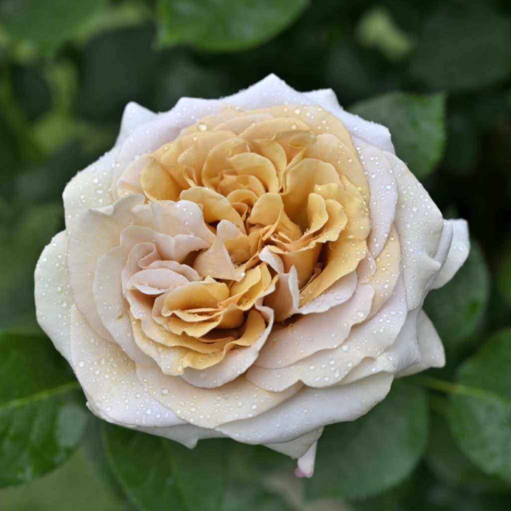 Rosa Rallye des Gazelles DELtoffee