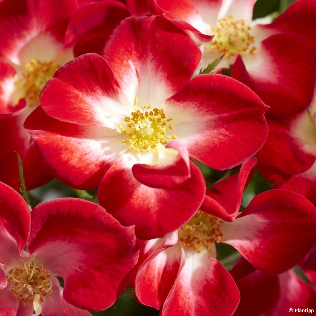 Rosier à patio Everglow Ruby