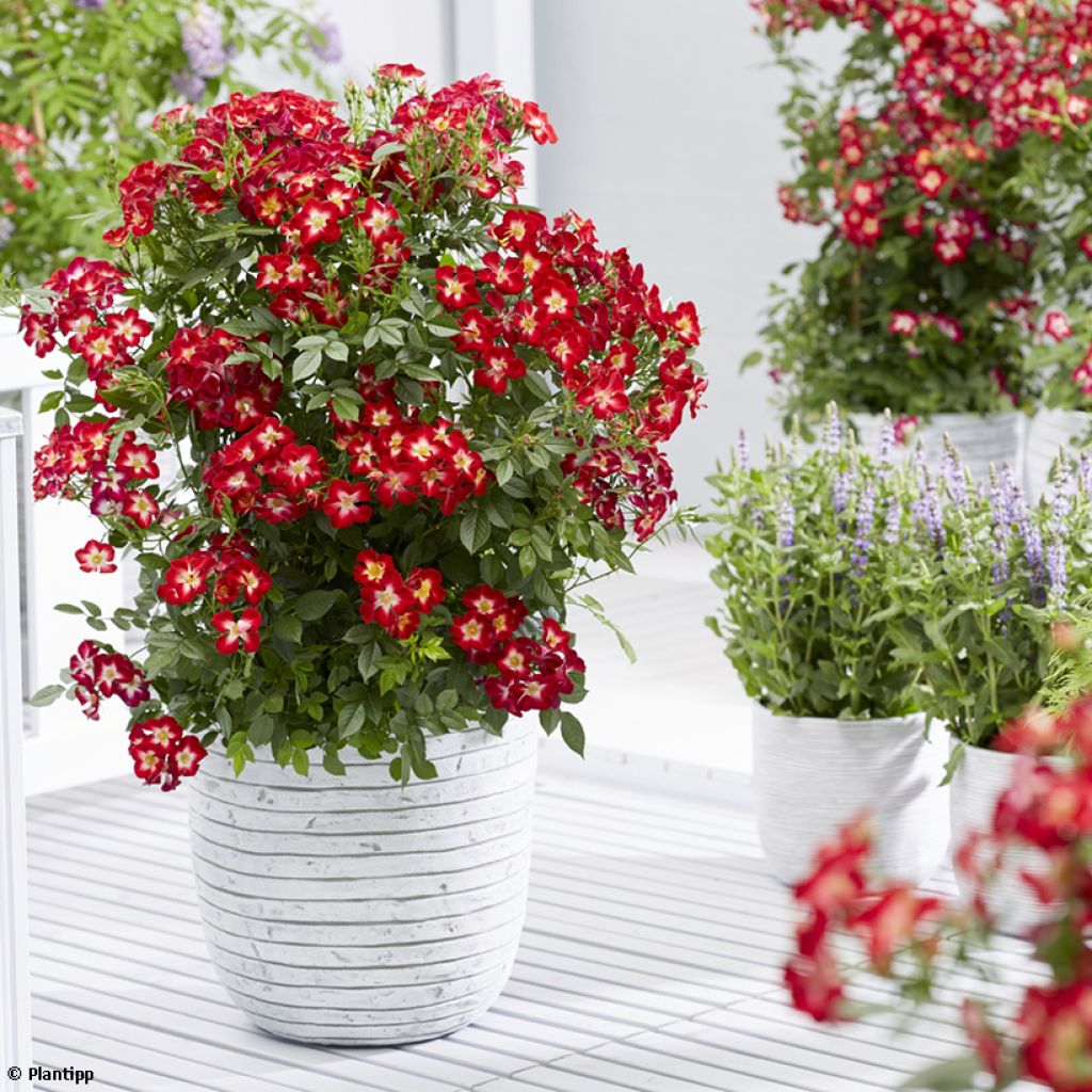 Rosier à patio Everglow Ruby