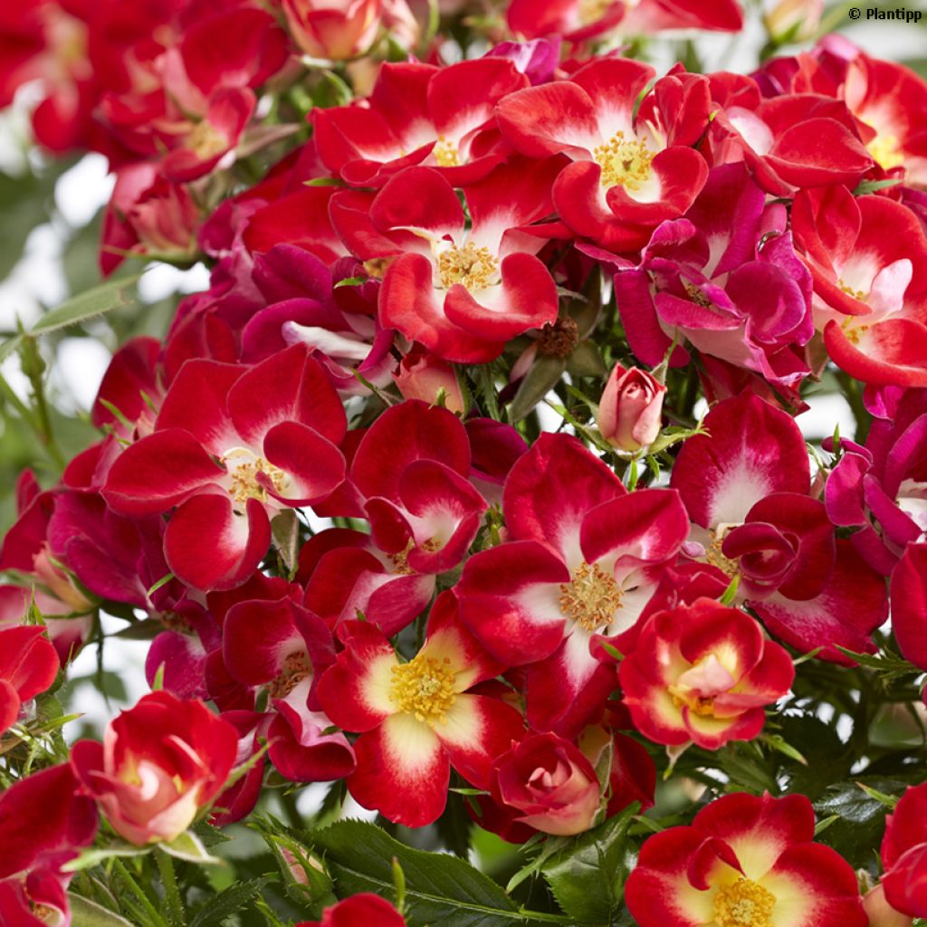 Rosier à patio Everglow Ruby
