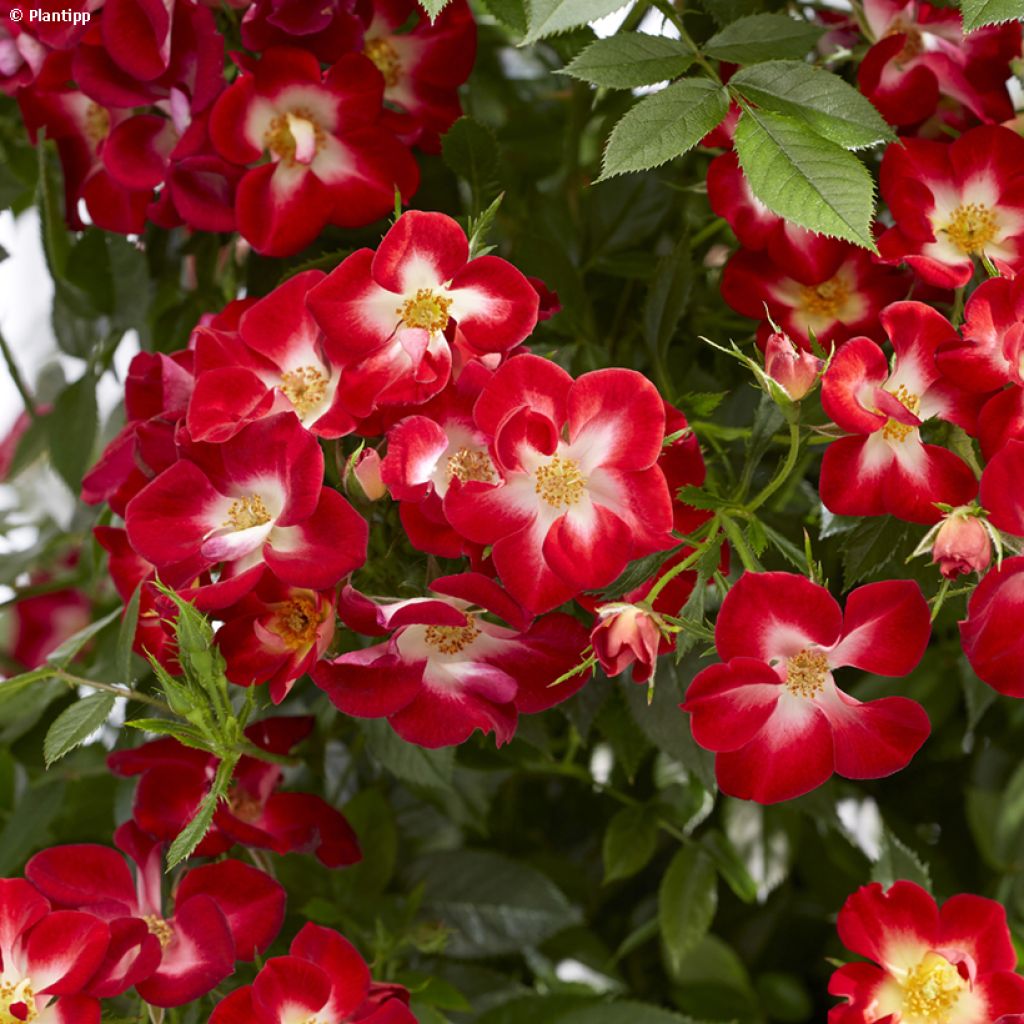 Rosier à patio Everglow Ruby
