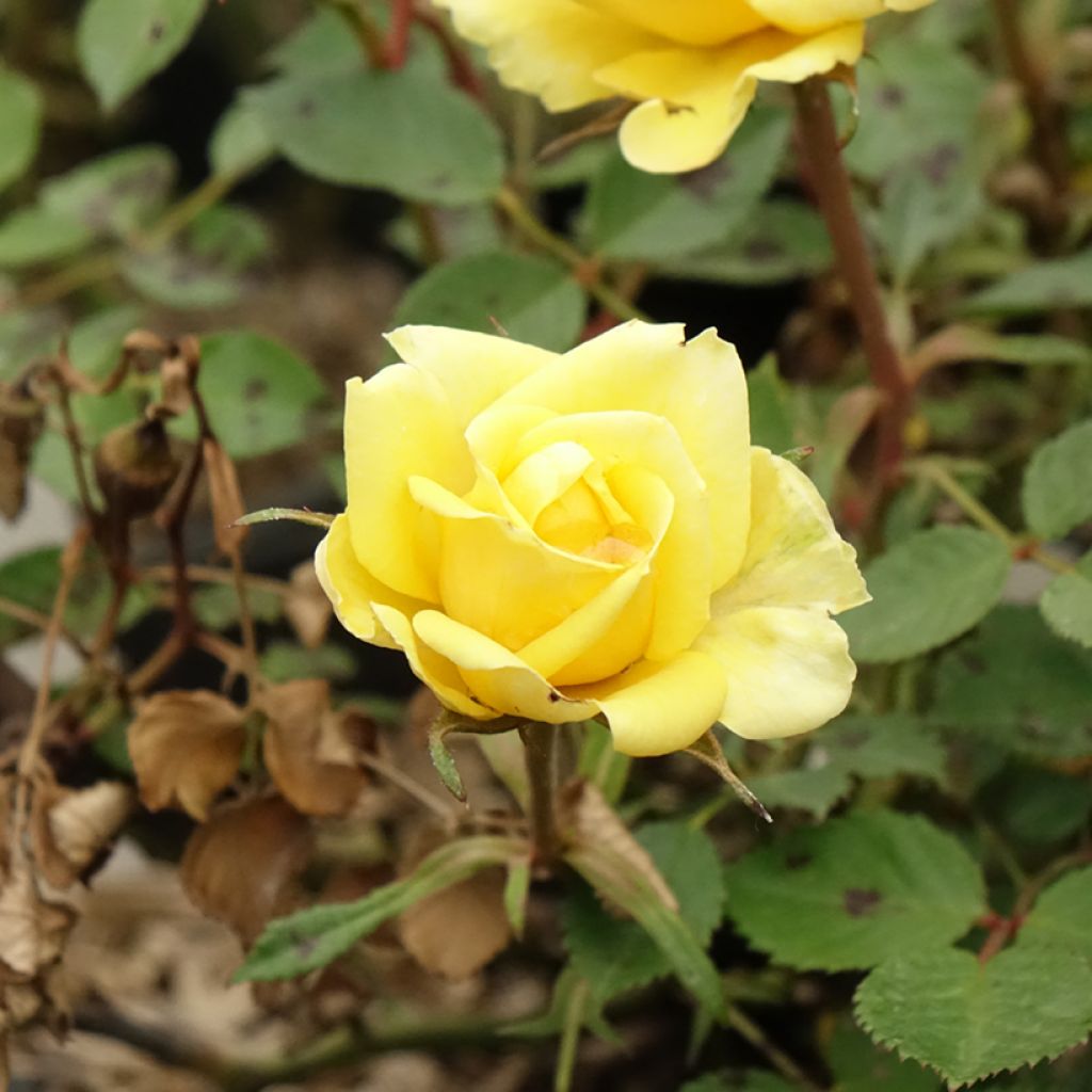 Rosa polyantha Picnic