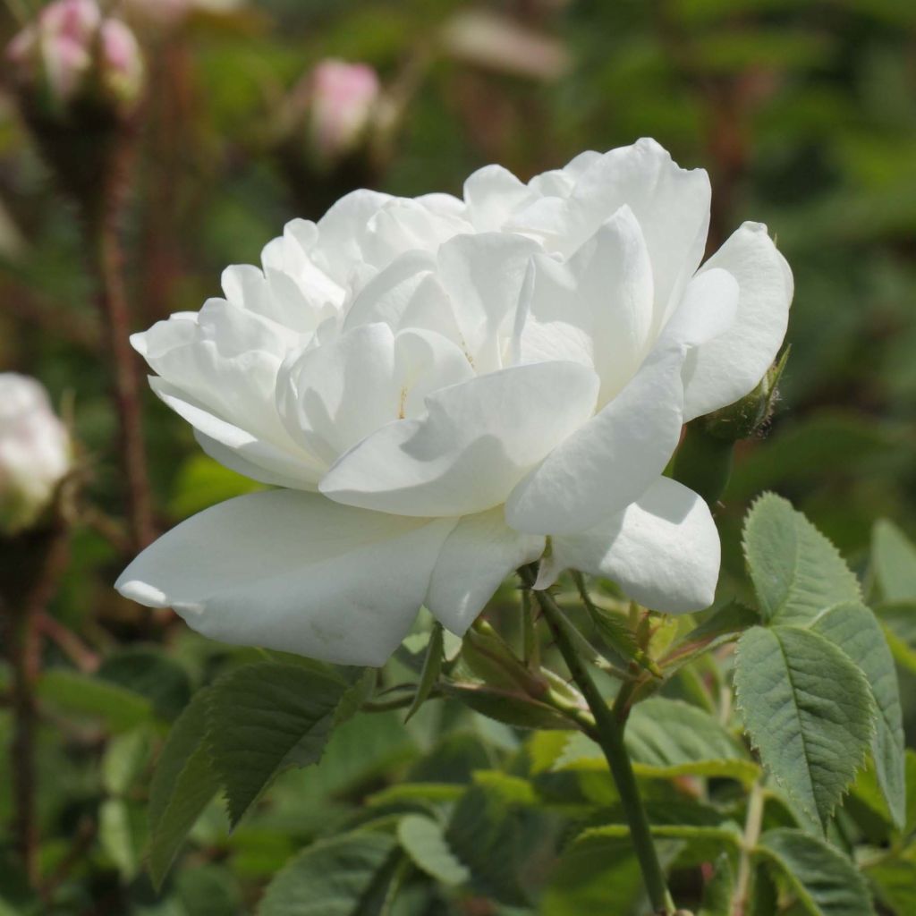 Rosa bianca Suaveolens
