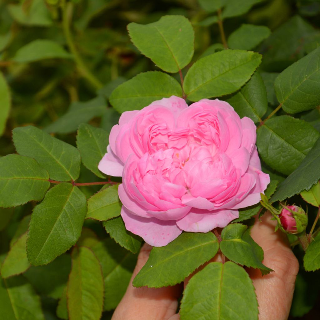 Rosa antica Comte de Chambord