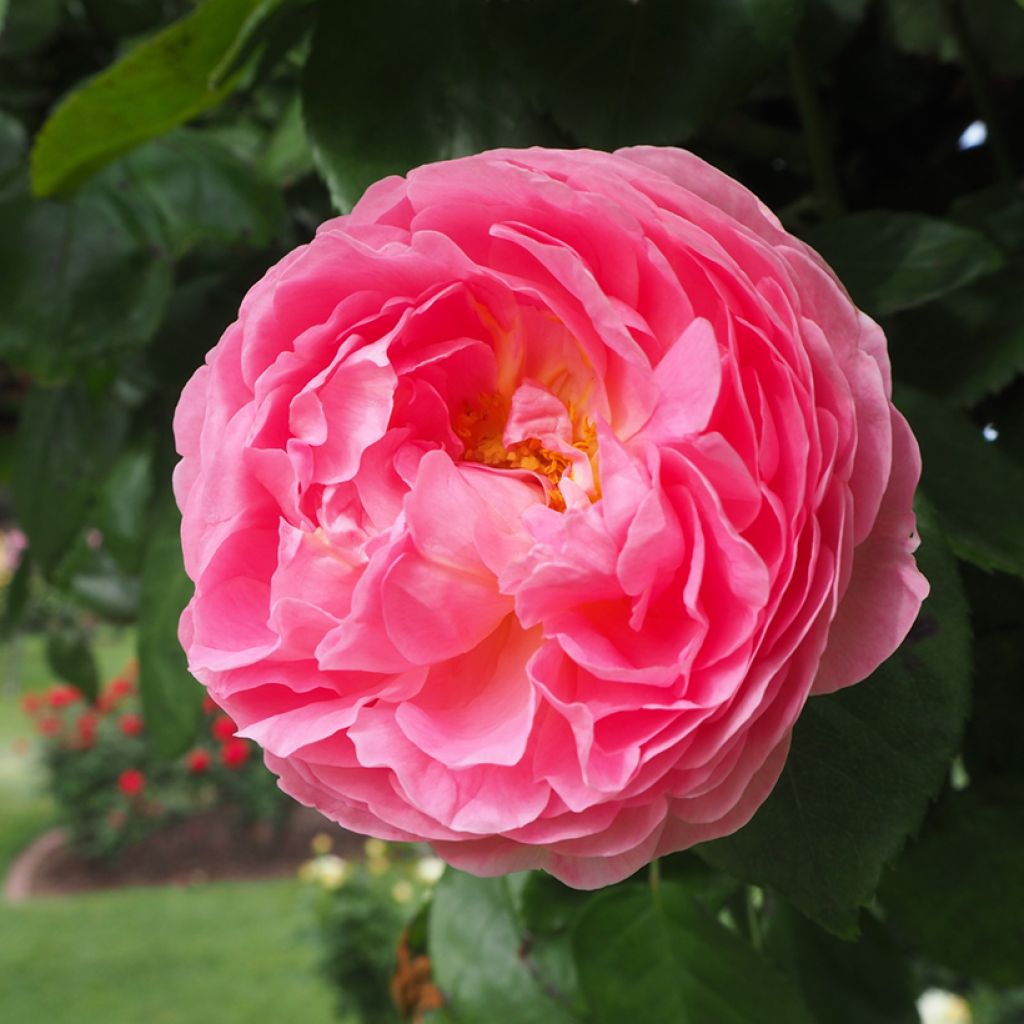 Rosa centifolia Fantin Latour