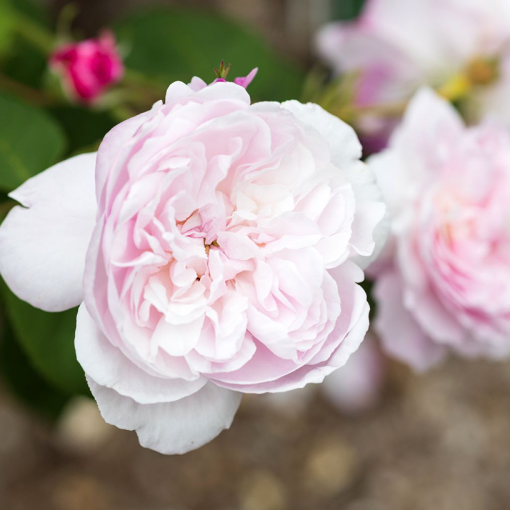 Rosa centifolia Fantin Latour