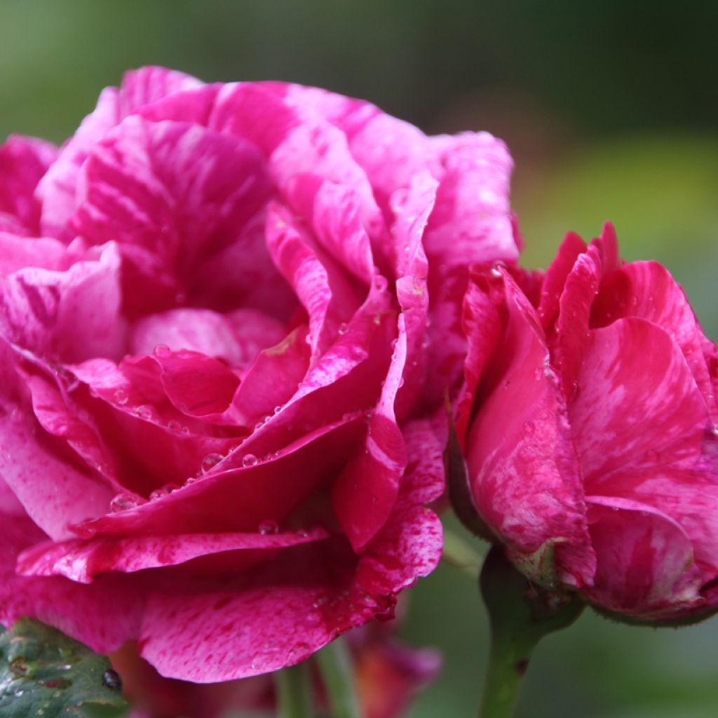 Rosa antica Ferdinand Pichard