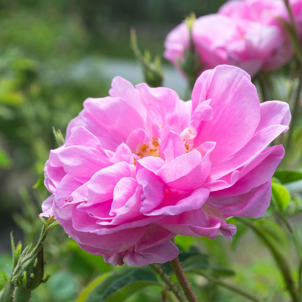 Rosa antica Trigintipetala