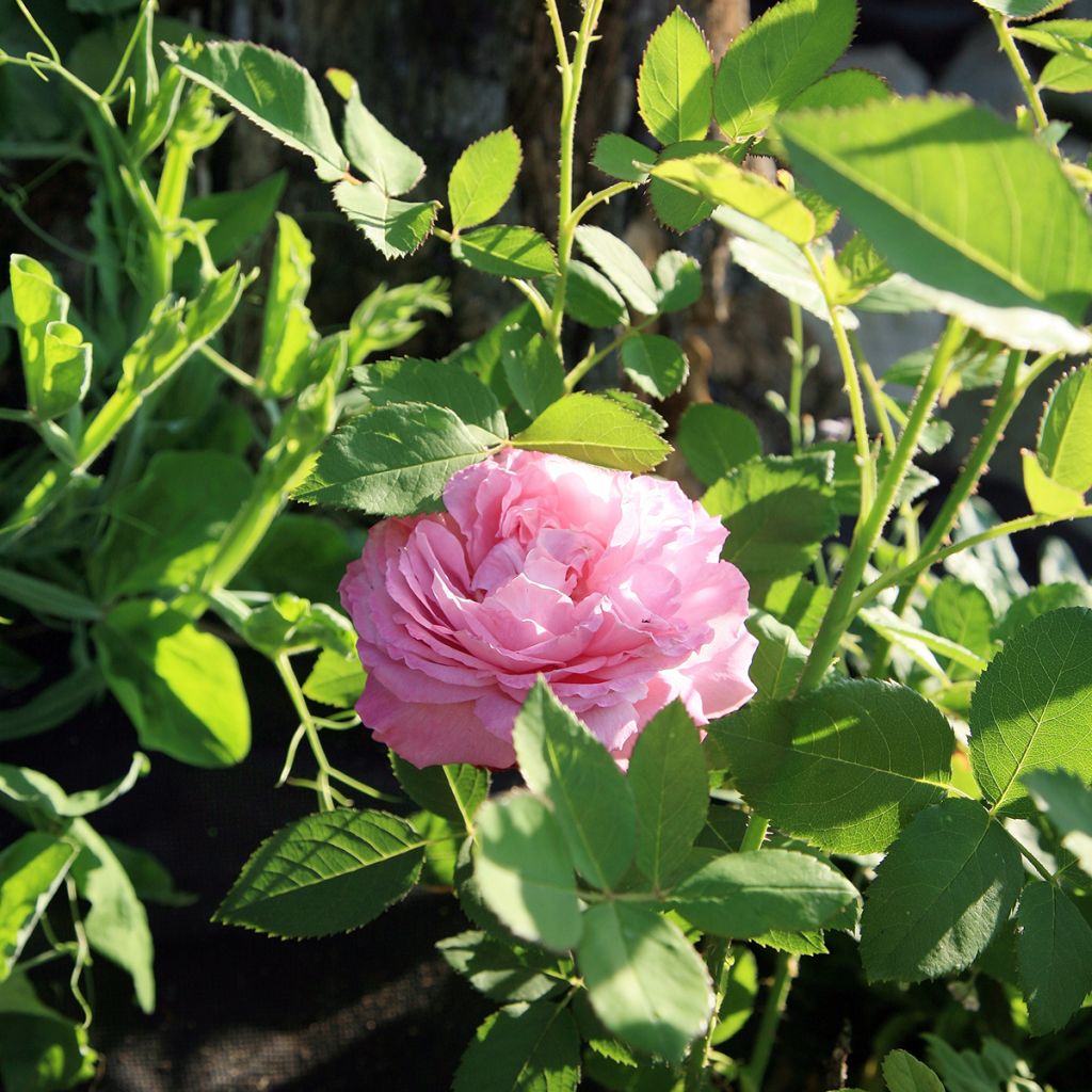 Rosa antica Louise Odier