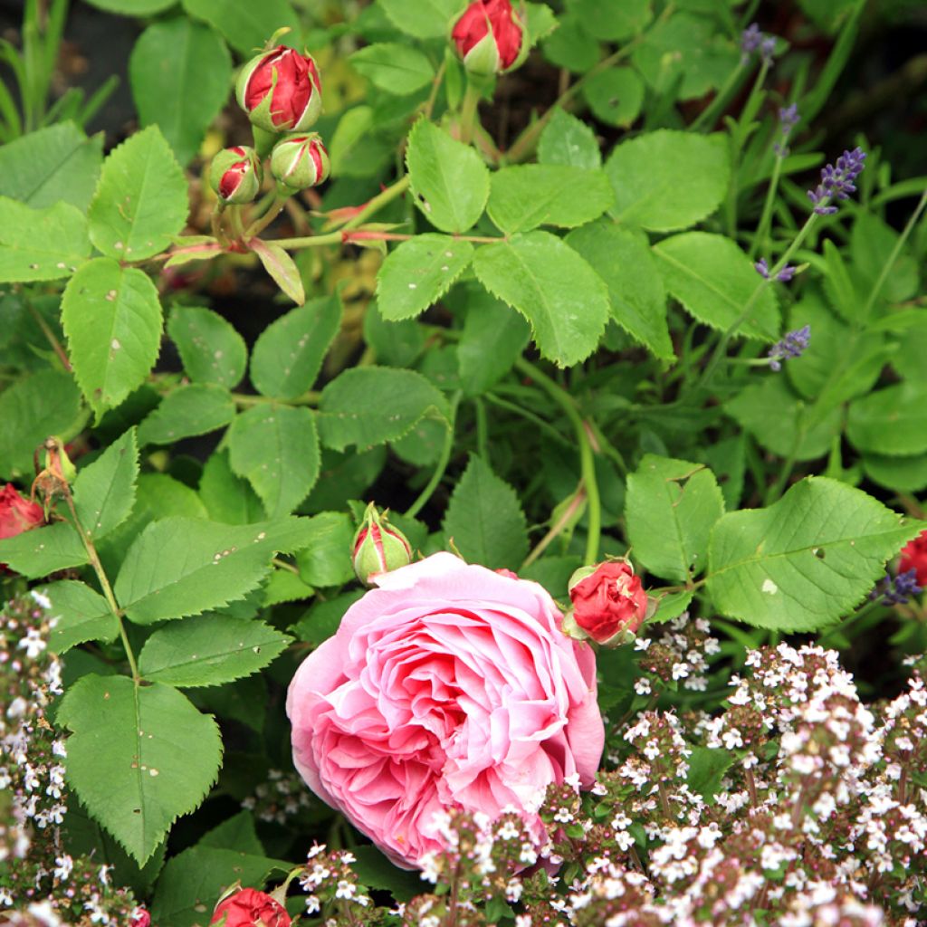 Rosa antica Louise Odier