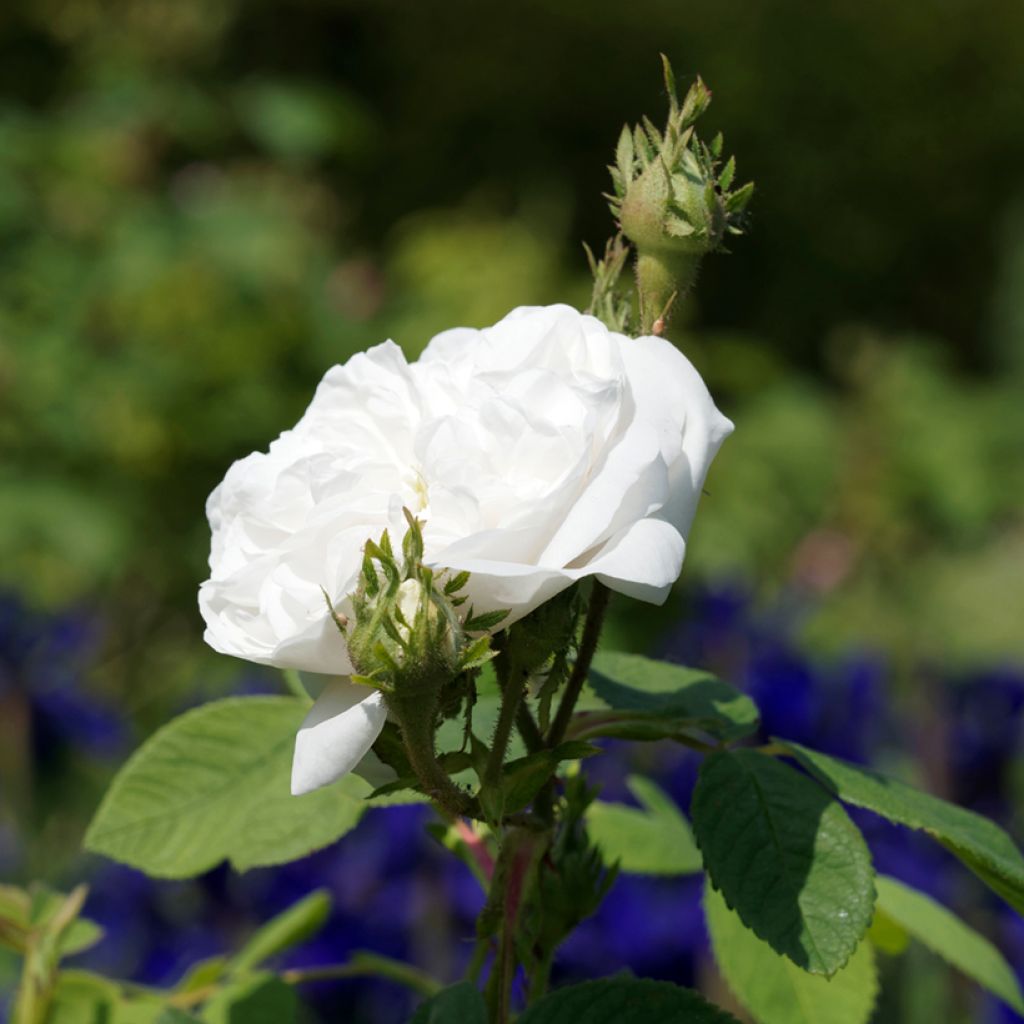 Rosa antica Mme Hardy