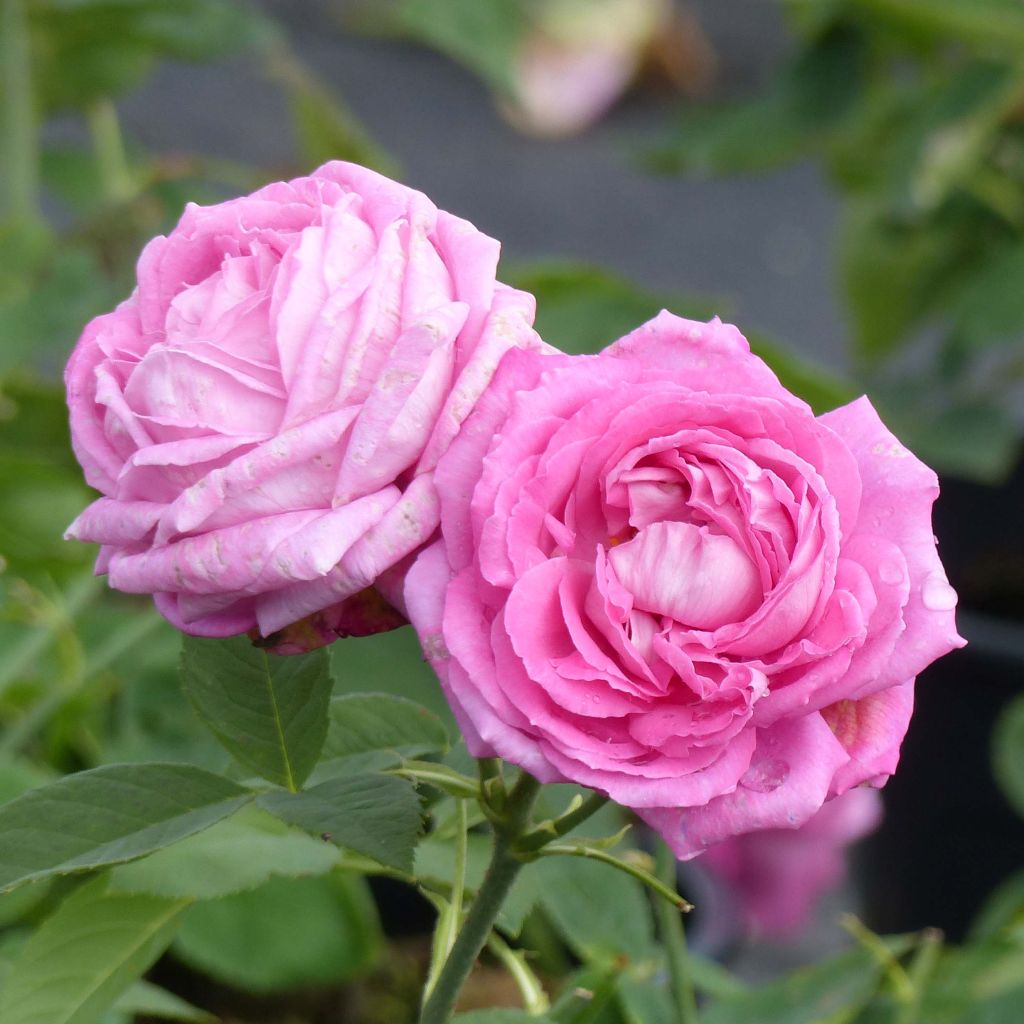 Rosa antica Mrs John Laing
