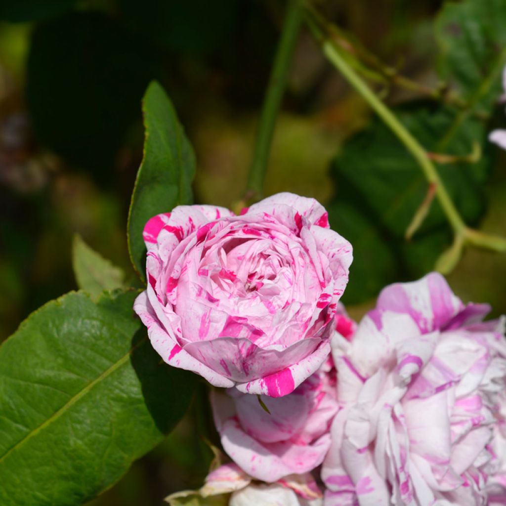 Rosa antica Variegata di Bologna